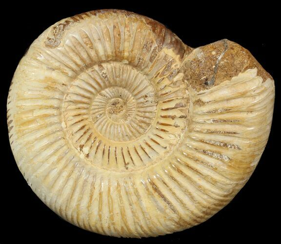 Perisphinctes Ammonite - Jurassic #46907